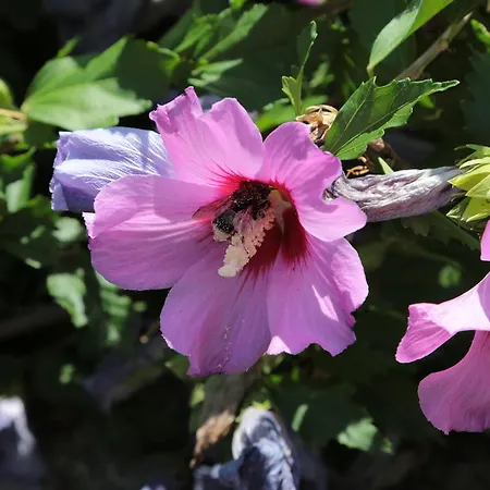 アパート Rustico *